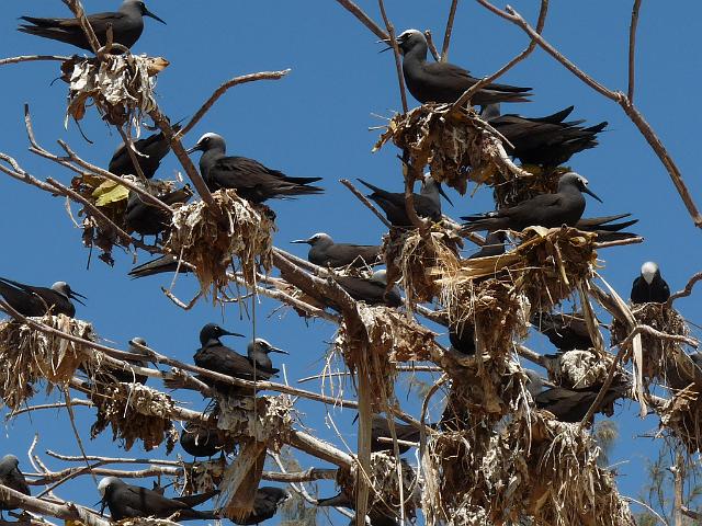 (16) Nesting Noddies.JPG